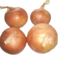 Fresh yellow onion